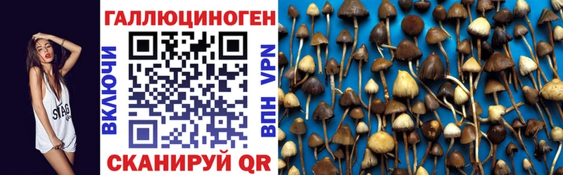 Псилоцибиновые грибы Psilocybe  купить наркотик  Павловск 